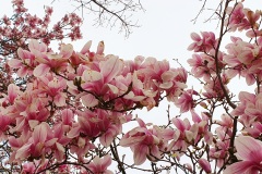 Magnolia-05