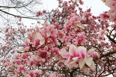 Magnolia-06