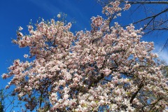 Magnolia-07