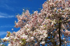 Magnolia-09