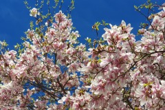 Magnolia-11