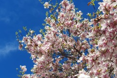 Magnolia-13