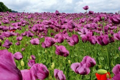 Mohnblumenfeld-02