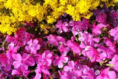 Phlox-Pink-und-Mauersteinkraut