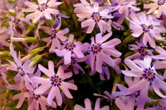 Polster-Phlox-Purple-Beauty-01