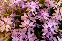 Polster-Phlox-Purple-Beauty-02