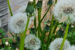 Pusteblume-02