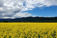 Rapsfeld-06