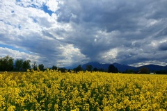 Rapsfeld-07