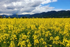 Rapsfeld-09