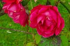Rose-Pink