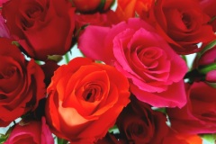 Rosenmix-01
