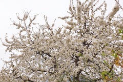 Schneeweisse-Bluetenkoenigin-01