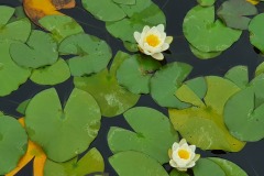Seerose-01