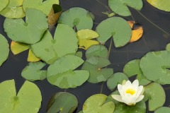 Seerose-02