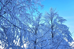 Frostige-Schneebaeume