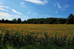 Sonnenblumenfeld-02