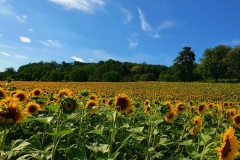 Sonnenblumenfeld-03