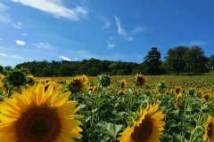 Sonnenblumenfeld-04