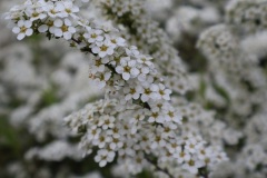 Spiraea-02