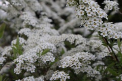 Spiraea-03