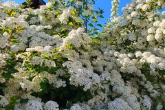 Spirea-02