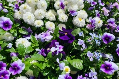 Stiefmuetterchen-Gaensebluemchen-Habanera-02