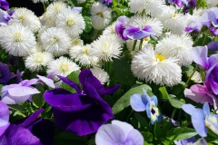 Stiefmuetterchen-Gaensebluemchen-Habanera-03