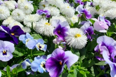 Stiefmuetterchen-Gaensebluemchen-Habanera-04