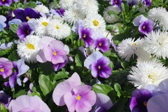 Stiefmuetterchen-Gaensebluemchen-Habanera-05