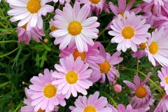 Strauchmargerite-rosa