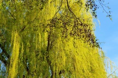 Trauerweide-09