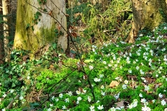 Wald-Buschwindroeschen