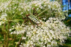 Wald-Engelwurz-mit-Heuschrecke