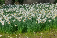 Weisse-Narzissen-02