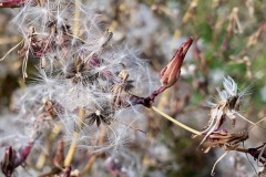 Weisser-Sternenstaub
