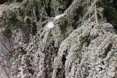 Winter-Tannenast