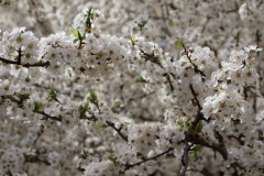Zarte-Blueten-01