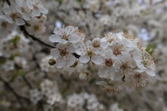 Zarte-Blueten-02