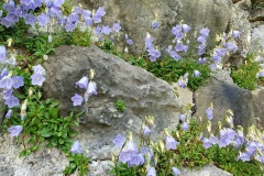 Zwerg-Glockenblume