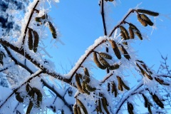 frostige-Eiskristalle